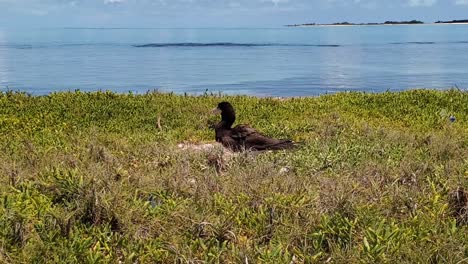 Brown-booby,-adult-take-care-nest,-Sula-leucogaster-at-Cayo-de-Agua-caribbean-island