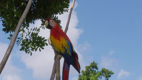 Lebendiger-Scharlachroter-Ara-Papagei,-Der-Anmutig-Auf-Einem-Ast-Vor-Dem-Hintergrund-Des-Blauen-Himmels-Thront