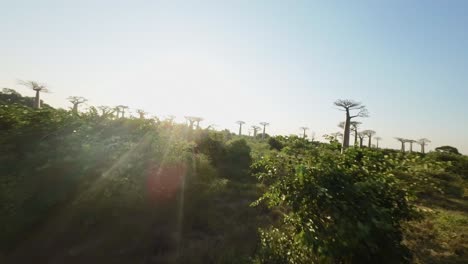 Vuelo-De-Drones-Fpv-Bajo-En-La-Avenida-De-Baobabs-Morondava,-Madagascar-En-Un-Día-Soleado-