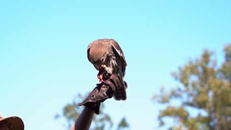 Eine-Bellende-Eule,-Ninox-Connivens,-Sitzt-Auf-Der-Hand-Des-Trainers-Und-Ernährt-Sich-Von-Einer-Kleinen-Mäusebeute.-Eine-Nahaufnahme-In-Zeitlupe-Fängt-Eine-Nachtaktive-Vogelart-Ein,-Die-Auf-Dem-Australischen-Festland-Heimisch-Ist,-In-Aktion-Ein.