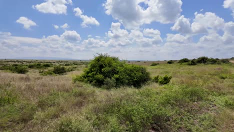 Jirafa-Comiendo-Hojas-De-Acacia-En-La-Sabana,-Con-Un-Hermoso-Panorama-De-Naturaleza-Salvaje