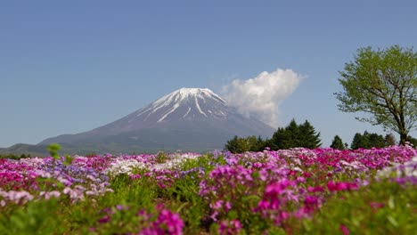 Increíble-Paisaje-Primaveral-En-El-Monte-Fuji-Con-Flores-Vibrantes