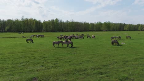 Wild-Horses-and-Auroxen-Cows-Running-in-the-Field-of-Pape-National-Park,-Latvia