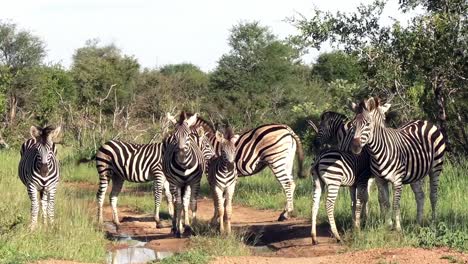 Herd-of-zebras-stand-posing-in-South-African-wildlife-safari-game-reserve