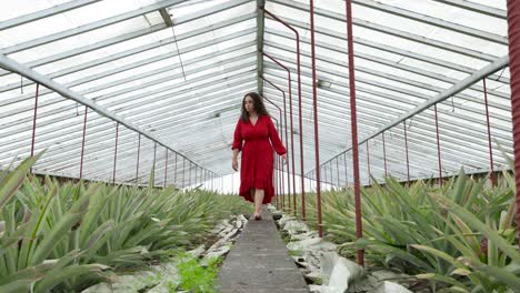 Vista-En-ángulo-Bajo-De-Una-Hermosa-Mujer-Con-Un-Vestido-Rojo-Vibrante-Caminando-Descalza-Dentro-Del-Invernadero-De-Piña