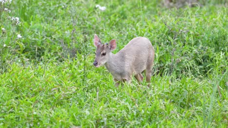 Small-deer-of-the-ibera-marshes-eats-green-grass-in-the-park