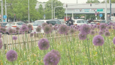 Flores-De-Color-Púrpura-Que-Crecen-A-Lo-Largo-De-La-Carretera-De-Leopoldstadt