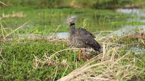 Wildlife-Landscape-Shot-Eines-Wilden-Südlichen-Schreihalses,-Chauna-Torquata,-Gesichtet-Auf-Einer-Wiese-Im-Nationalpark,-Brasilien