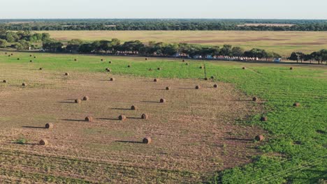 Beautiful-green-field-in-the-heart-of-Argentina-adorned-with-numerous-round-hay-bales