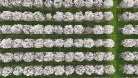 Los-Huertos-De-Cerezos-En-El-Condado-De-Door,-Wisconsin,-Están-En-Plena-Floración-En-La-Primavera-De-Cada-Año.