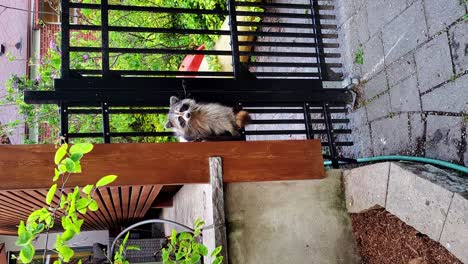 Cute-Raccoon-Caught-in-the-Act-of-Sneaking-Through-my-Backyard-Fence