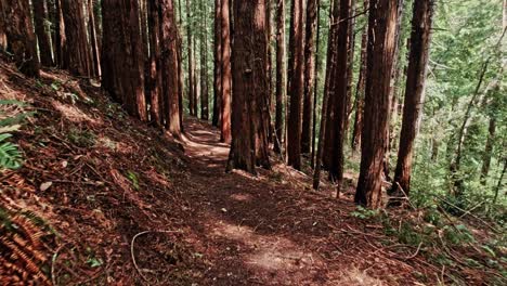 Muir-Woods-Lost-Trail-POV-Walk-in-Slow-Motion-with-Redwood-Trees,-California,-USA