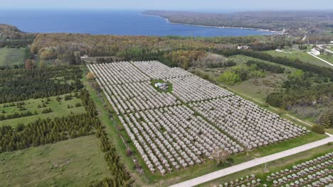 Die-Kirschplantagen-In-Door-County,-Wisconsin-Stehen-Jedes-Jahr-Im-Frühling-In-Voller-Blüte