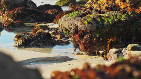 Agua-De-Mar-Que-Fluye-A-Través-De-Una-Vibrante-Playa-De-Rocas-Y-Una-Piscina-De-Coral