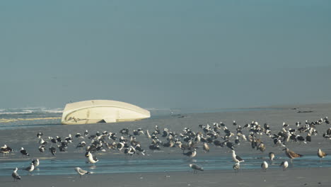 Bandada-De-Gaviotas-Bañándose-Junto-A-Un-Yate-Arrastrado-En-La-Playa---Toma-Estática-Media