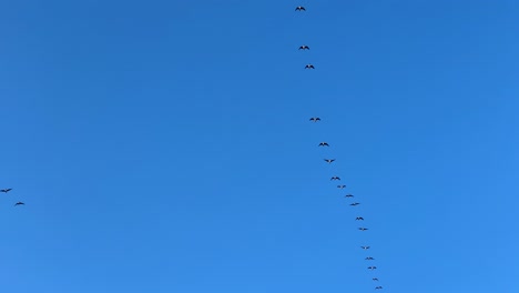 Multiple-birds-fly-in-straight-line-in-deep-blue-Latvian-sky,-spring-migration