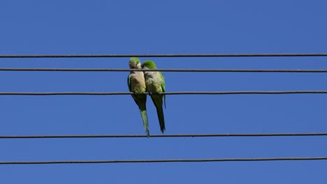 Grünes-Papageienpaar-Sitzt-Auf-Der-Stromleitung-Und-Putzt-Sich-Gegenseitig