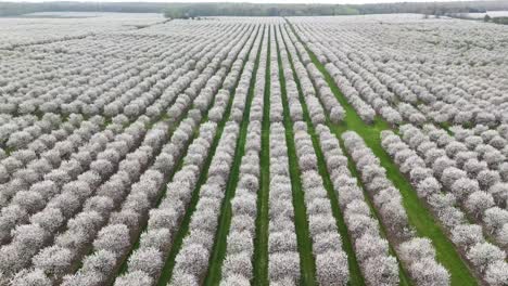 Los-Huertos-De-Cerezos-En-El-Condado-De-Door,-Wisconsin,-Están-En-Plena-Floración-En-La-Primavera-De-Cada-Año.