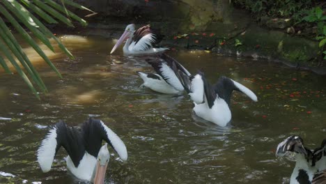 Schwarm-Australischer-Pelikane-Schwimmt-In-Einem-See