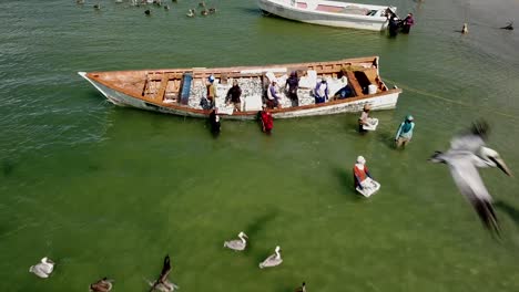 Grupo-De-Pelícanos-Alimentándose-De-Sardina-Fresca-De-Barco