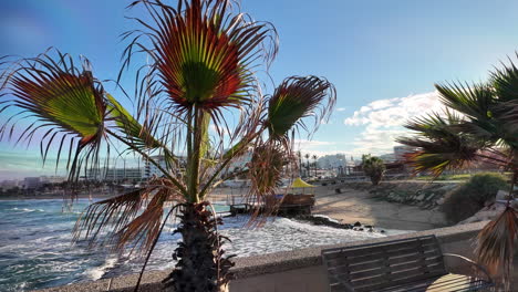 Palm-trees-by-the-coast-with-buildings-in-the-background