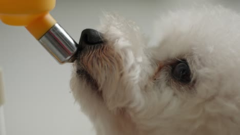 Toy-poodle-drinking-water-from-bottle-drinker-in-slow-motion