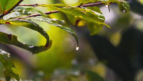 Rocío-De-La-Mañana-En-Cámara-Lenta-Y-Gotas-De-Lluvia-Sobre-La-Vegetación