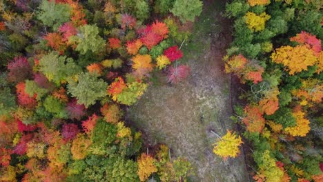 Drone-orbits-autumn-canopy-with-roads