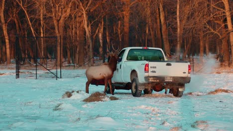 Elk-deer-put-head-and-eat-feed-in-car-windows-with-snow-and-tree-in-the-morning-in-winter