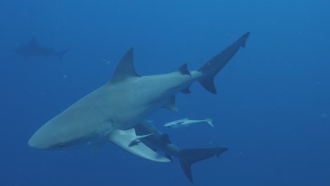 Tiburones-Toro-Nadando-En-Aguas-Tropicales-Azules-Del-Océano-Profundo-Con-Remora