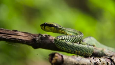 Srilankische-Grüne-Grubenotter-Craspedocephalus-Trigonocephalus-Ceylon-Grubenotter-Grüne-Schlange-Endemische-Haustierschlange