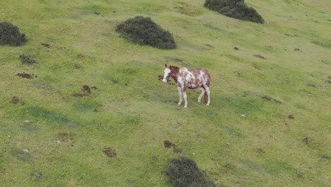 A-mesmerizing-drone-captures-a-solitary-horse-amidst-lush,-green-pasture,-elegantly-roaming-in-tranquility
