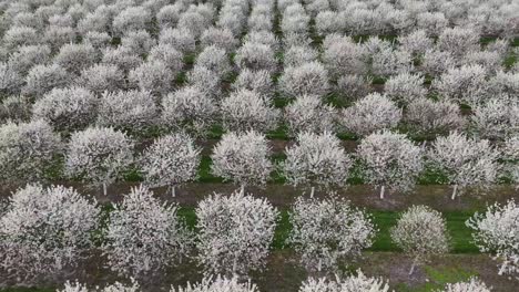 The-cherry-orchards-in-Door-County,-Wisconsin-are-in-full-bloom-in-the-spring-each-year