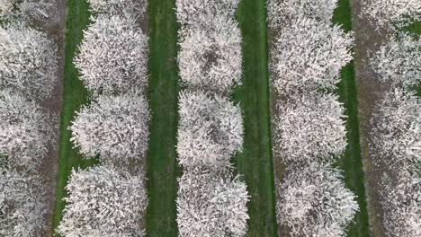 The-cherry-orchards-in-Door-County,-Wisconsin-are-in-full-bloom-in-the-spring-each-year