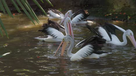 A-family-of-pelicans-feeding-on-the-background-of-the-lake-in-their-natural-habitat,-slow-motion