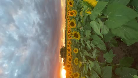 Drone-shot-of-the-sunset-over-a-field-of-sunflowers