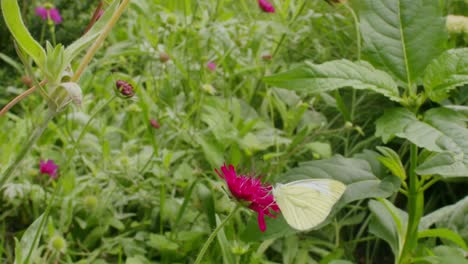 White-cabbage-butterfly-and-bee-on-a-pink-flower-in-garden,-pollinating-process