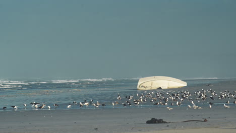 Bandada-De-Gaviotas-Bañándose-Junto-A-Un-Yate-Arrastrado-En-La-Playa---Plano-Estático-Amplio