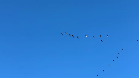 Deep-blue-summer-sky-with-geese-flock-flying,-spring-migration-in-Latvia