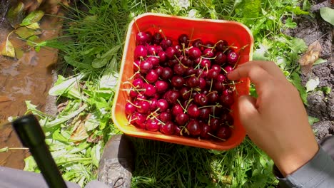 Quality-control-operators-harvesting-cherries-in-baskets.-Hyperlapse
