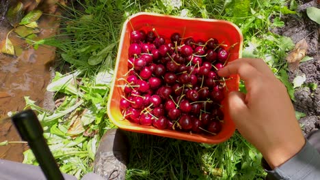 Operadores-De-Control-De-Calidad-Cosechando-Cerezas-En-Cestas.-Hiperlapso