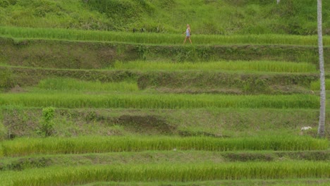 The-iconic-Tegallalang-rice-terraces-in-Bali,-Indonesia,-with-a-woman-strolling-in-the-distance