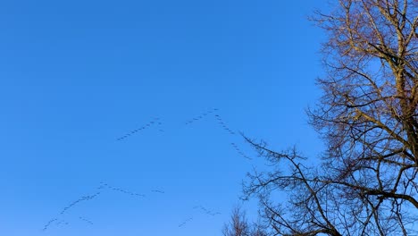 Múltiples-Bandadas-De-Gansos-En-Forma-De-V-Vuelan-En-El-Cielo-Azul-A-Gran-Altitud,-Letonia