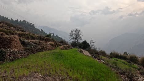 Blick-über-Landwirtschaftliche-Reisfelder-Im-Himalaya-Gebirgstal-New-Lang-Tang