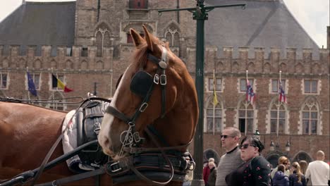 Horse-For-Drawing-Carriage-At-Market-Square-In-Bruges,-Belgium
