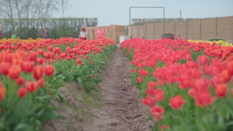 People-visiting-tulip-fields-with-red-flowers,-low-angle-establisher