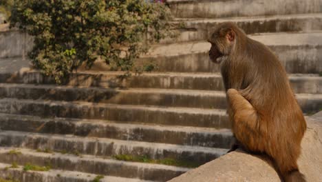 Mono-Sentado-Junto-A-Los-Escalones,-Pashupatinath,-Katmandú,-Nepal