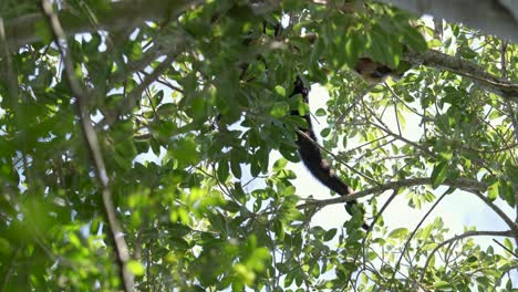 Alouatta-Pigra-Aullando-Mientras-Caminaba-En-Un-Hermoso-árbol-Verde,-Brasil