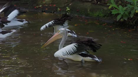 flock-of-Australian-pelicans-swimming-in-a-pond,-dipping-their-heads-underwater-in-search-of-food