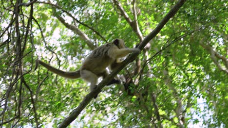 Caray-monkeys-climb-high-on-green-tree.